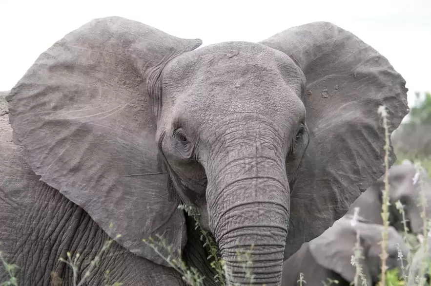среќен амајлија-слон